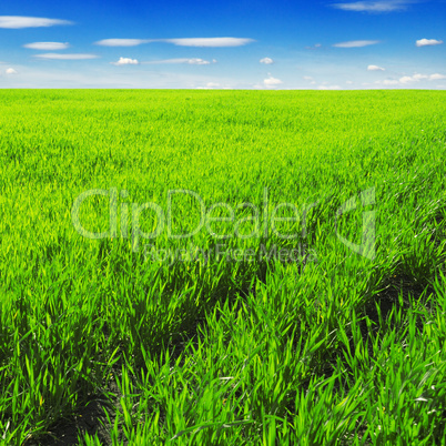 meadow