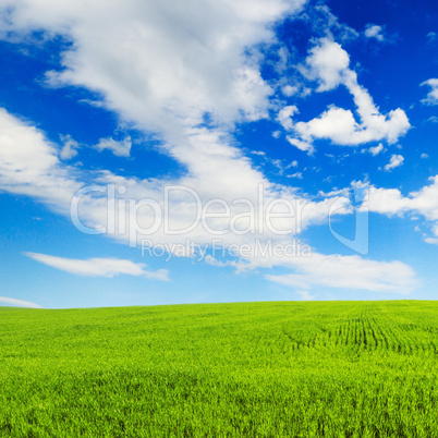meadow