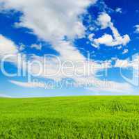 meadow