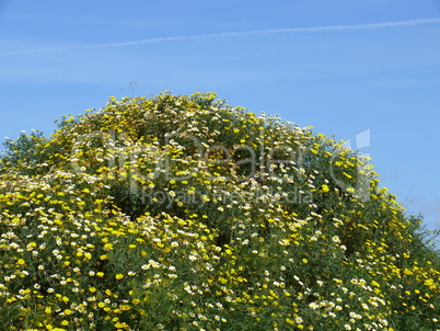 Kleiner Hügel mit Blumen