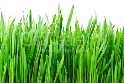 Grass