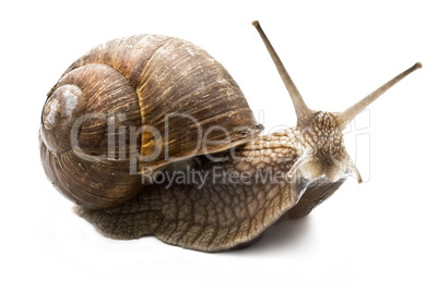 Snail