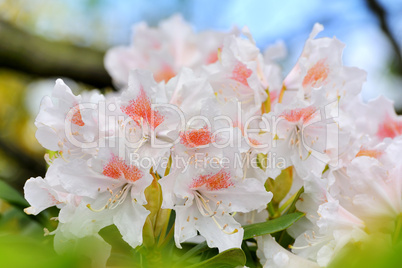 Rhododendron