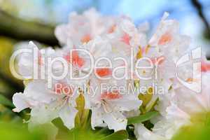 Rhododendron