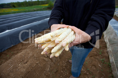 weißer Spargel auf einem Spargelfeld