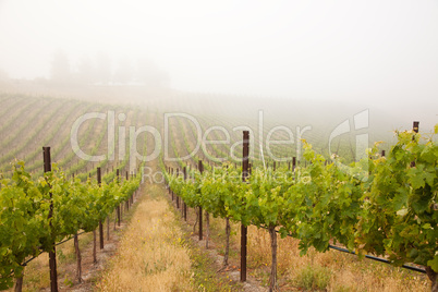 Beautiful Lush Grape Vineyard