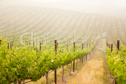 Beautiful Lush Grape Vineyard