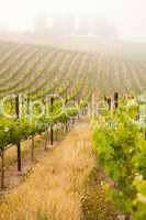 Beautiful Lush Grape Vineyard