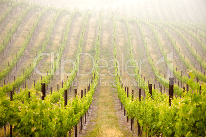 Beautiful Lush Grape Vineyard