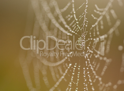 Wet Spider Web in The Morning Mist