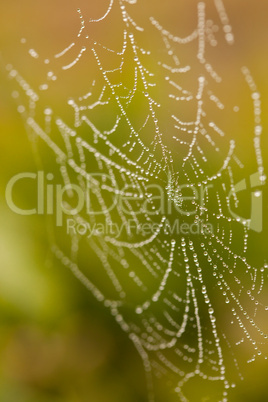 Wet Spider Web in The Morning Mist