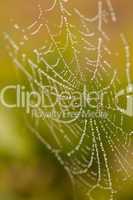 Wet Spider Web in The Morning Mist