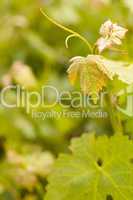Beautiful Lush Grape Vineyard Leaves