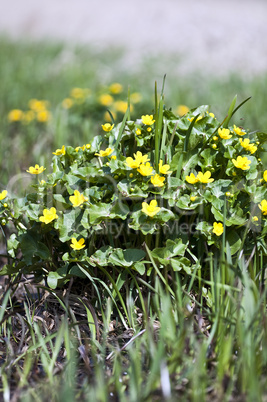 Marsh marigolds