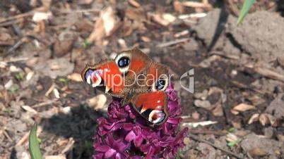 Peacock butterfly.