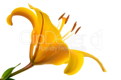yellow lilly