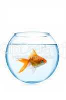 goldfish  in aquarium