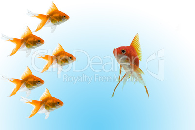 goldfishes with leader