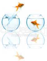 goldfish leaping in aquarium