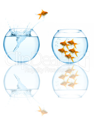 goldfish leaping in aquarium