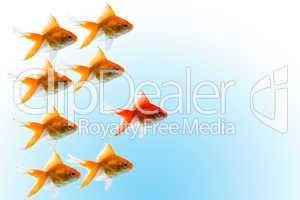 goldfishes with leader