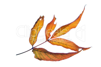 autumn leaf