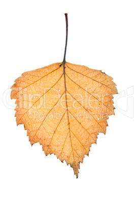 autumn leaf