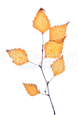 birch autumn leaf