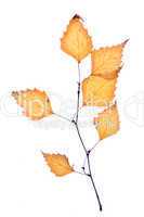 birch autumn leaf