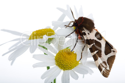 camomile flower