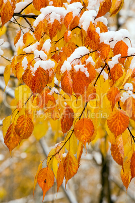 autumn leaf in snow