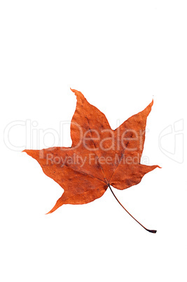 maple autumn leaf