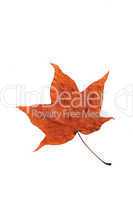 maple autumn leaf