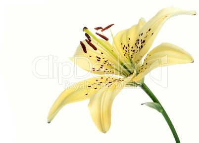 lily flower