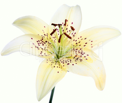 lily flower