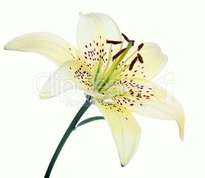 lily flower