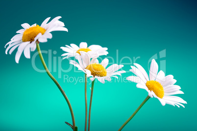 camomile flower