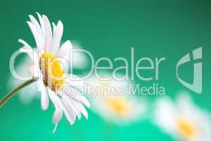 camomile flower