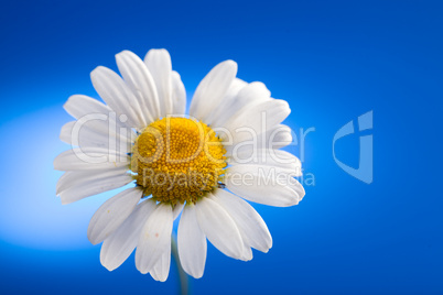 camomile flower