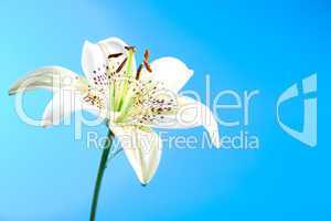 white lily flower