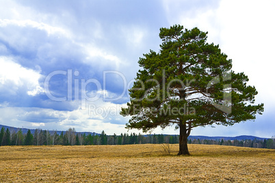 alone tree on autumn yellow field