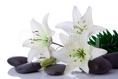madonna lily flower with stones