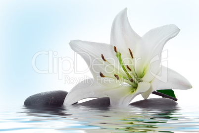 madonna lily and spa stone  in water