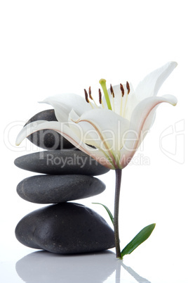 madonna lily with spa stones