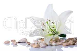 spa flower  towel sea shell
