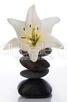 madonna lily with spa stones