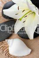 madonna lily spa stones and sea shell