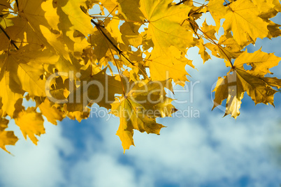 yellow autumn maple  leaves