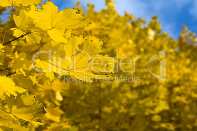 yellow autumn maple  leaves