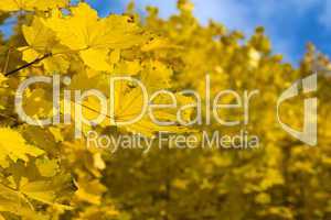 yellow autumn maple  leaves